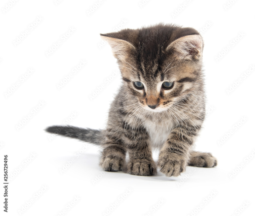 Fototapeta premium Cute baby tabby kitten looking down