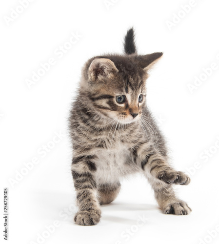 Cute tabby kittn with paw up
