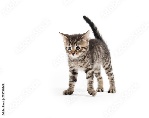 tabby cat on white background