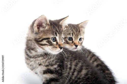Two tabby kittens on white background © Tony Campbell