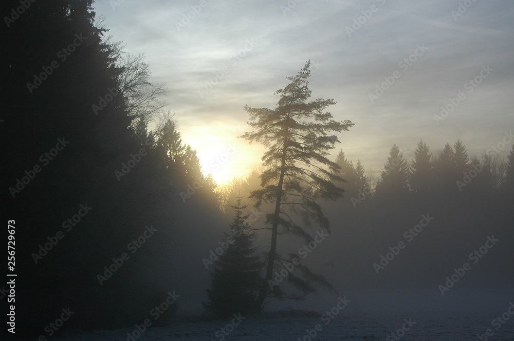 Fototapeta premium Mystic foggy sunset on the forest glade with dominating tree