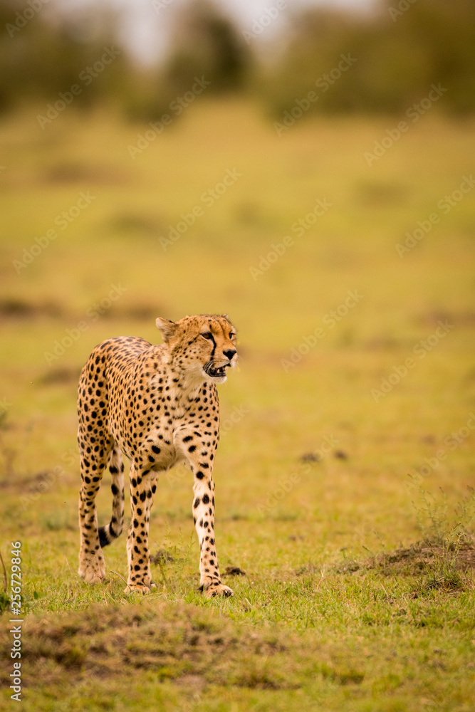 Naklejka premium Cheetah in Masai Mara Game Reserve, Kenya