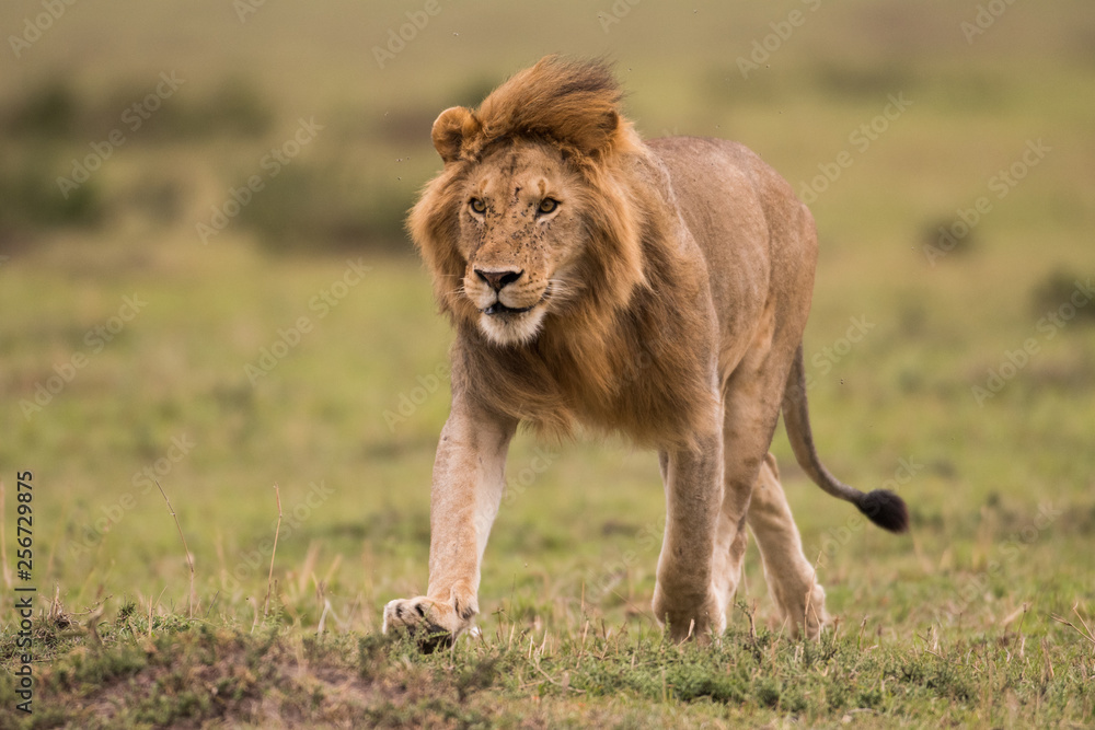 Male African lion in Masai Mara, Kenya Male African lion in Masai Mara, Kenya