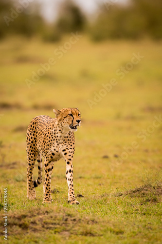 Cheetah in Masai Mara Game Reserve, Kenya © Tony Campbell