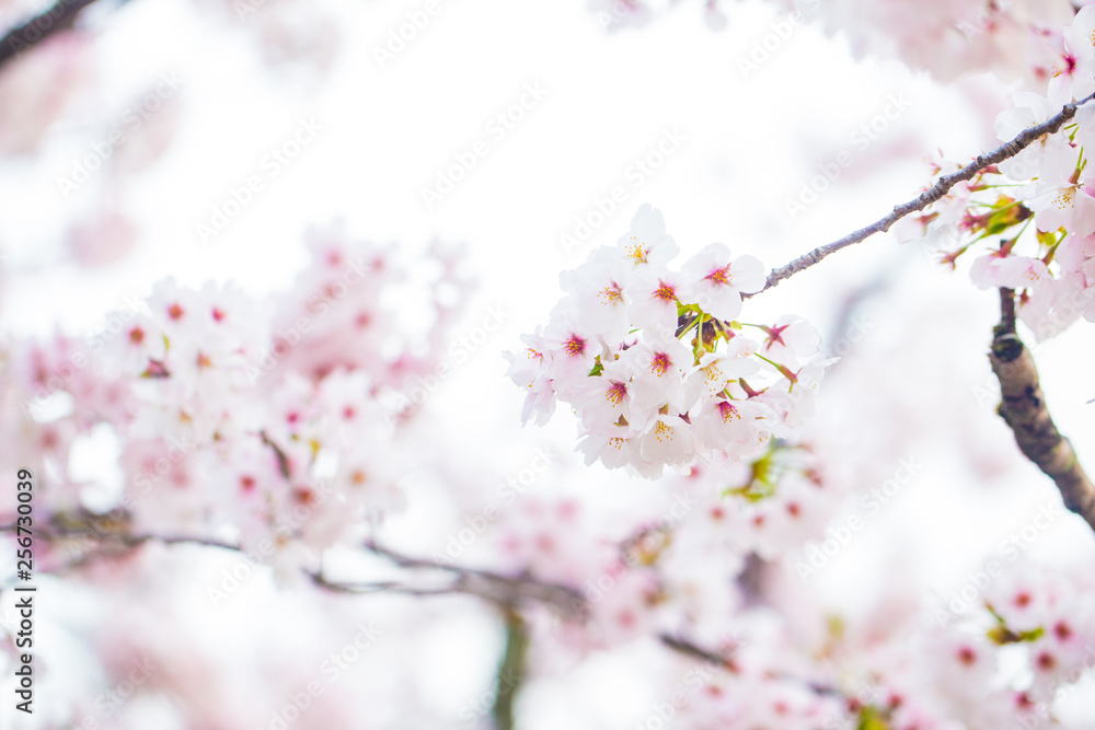 Pink sakura bloom in spring seasonq Pink sakura bloom in spring seasonq
