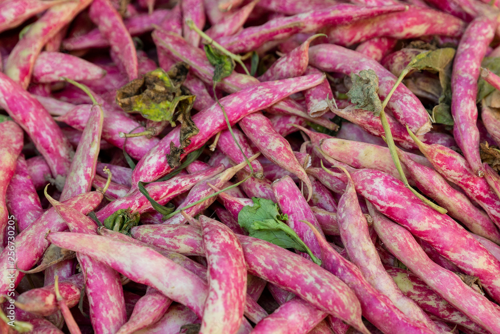 Fresh borlotti beans in a market in Aix-en-Provence, France Fresh borlotti beans in a market in Aix-en-Provence, France