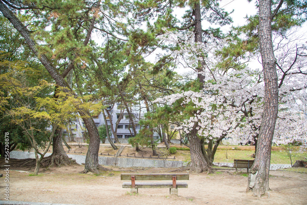 Full bloom pink sakura park with bench