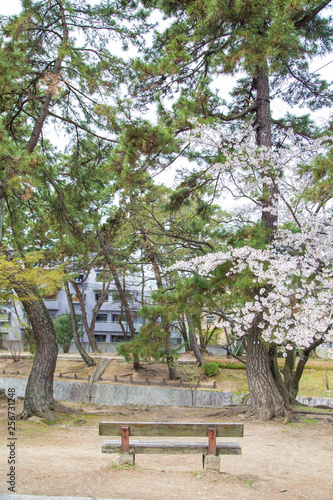 Full bloom pink sakura park with bench