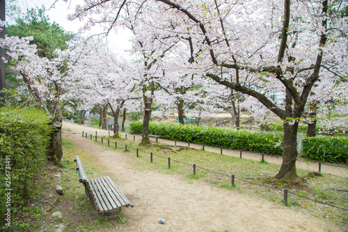 Full bloom pink sakura park with bench