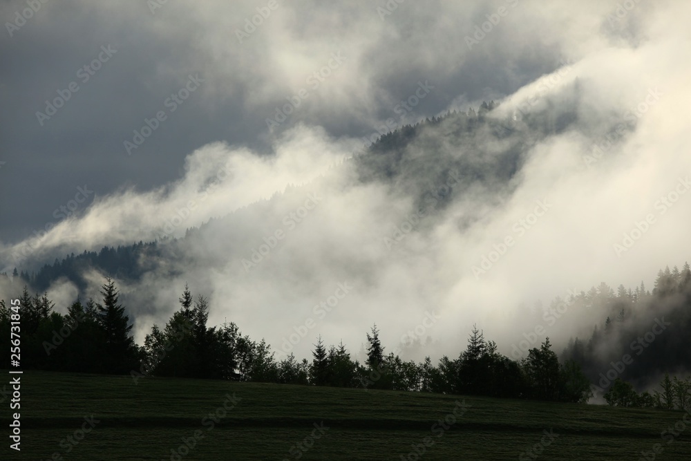 Forested mountain slope in low lying cloud with the evergreen conifers shrouded in mist in a scenic landscape view Forested mountain slope in low lying cloud with the evergreen conifers shrouded in mist in a scenic landscape view