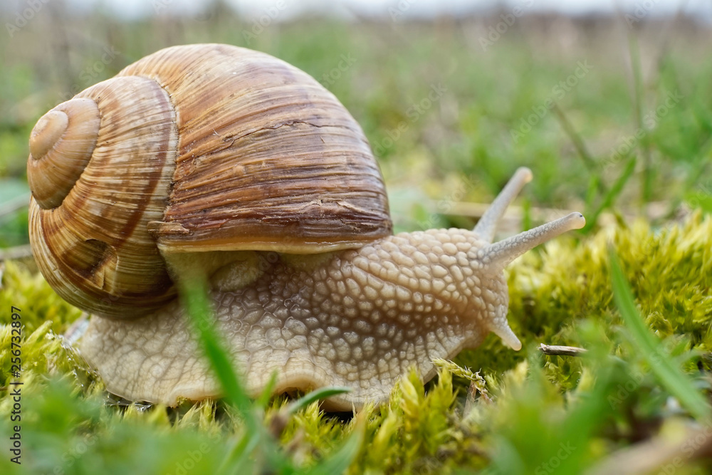 Insekt - Weinbergschnecke