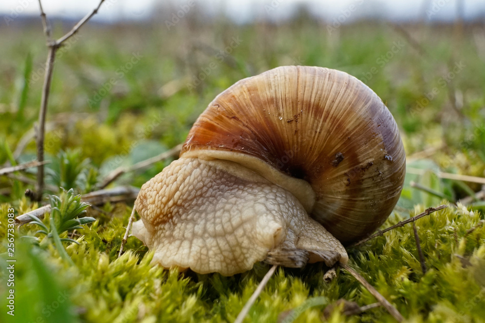 Insekt - Weinbergschnecke