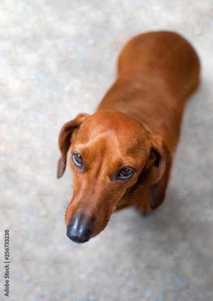 dog breeds dachshund looking straight into frame with nose sticking out