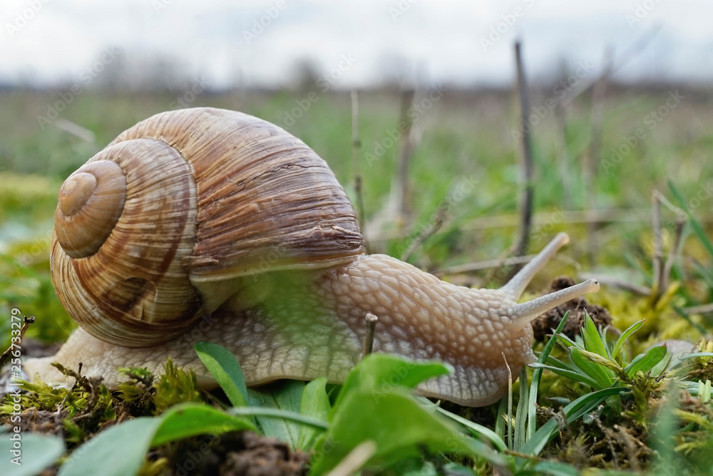 Insekt - Weinbergschnecke