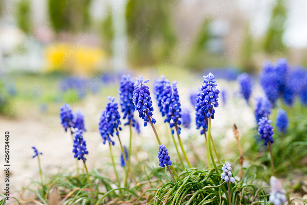 Obraz premium 群生するムスカリの花