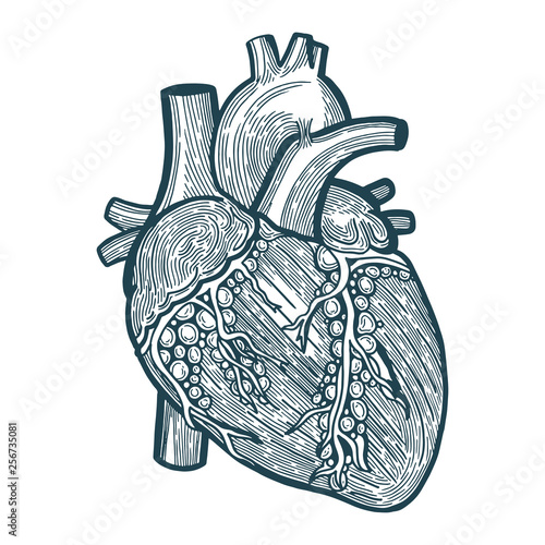 Heart. Heart engraving style sketch drawing. Hand drawn heart vector illustration. 