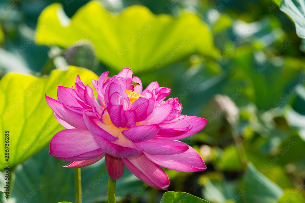 Obraz premium 蓮の花