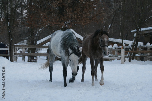 2 Arabian horses walk in the snow in the paddock against a white fence and trees with yellow leaves. Senior gelding gray, young foal (1 year old) will be gray.