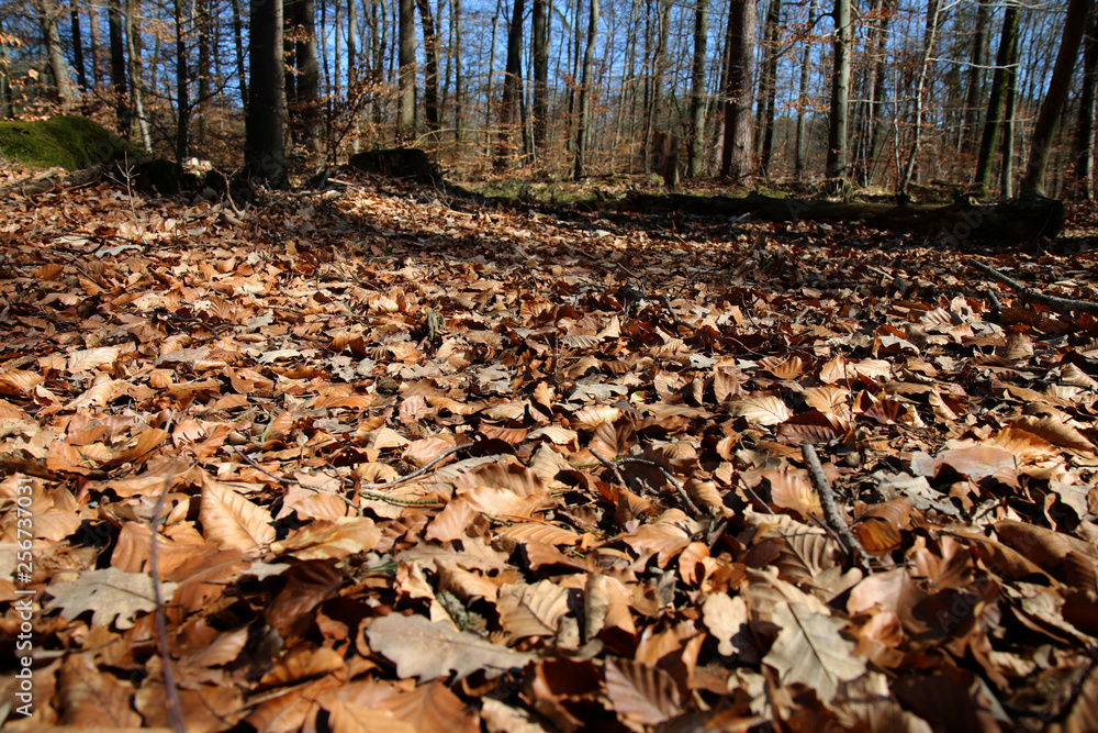 Laub braune Blätter liegen auf dem Wald Boden Nahaufnahme Laub braune Blätter liegen auf dem Wald Boden Nahaufnahme