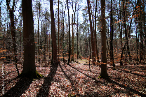 Wald Bäume Schattenspiel Sonne Gegenlicht Schattenverlauf photo