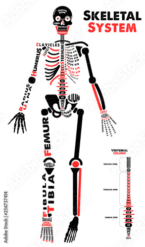 Skeletal System Poster. Didactic Board of Anatomy of Human Bony System. Vector Illustration.