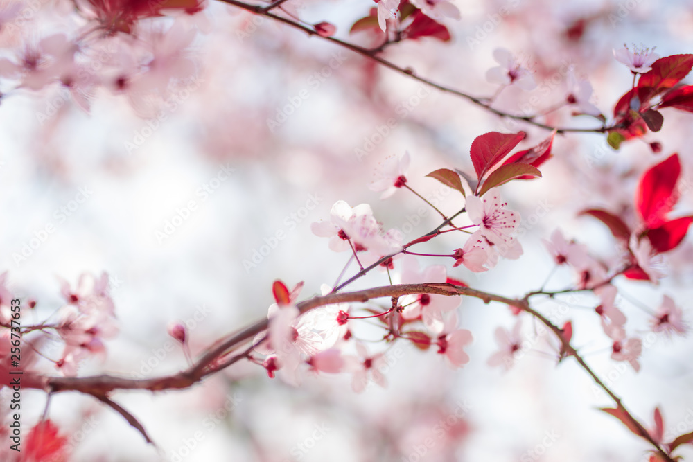 Obraz premium Blooming spring flowers Cherry blossoms