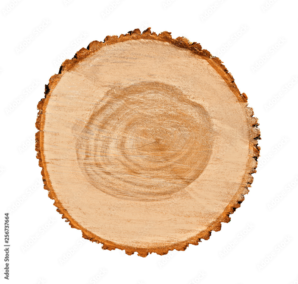 Cross section of tree trunk with annual growth rings isolated on white background Cross section of tree trunk with annual growth rings isolated on white background
