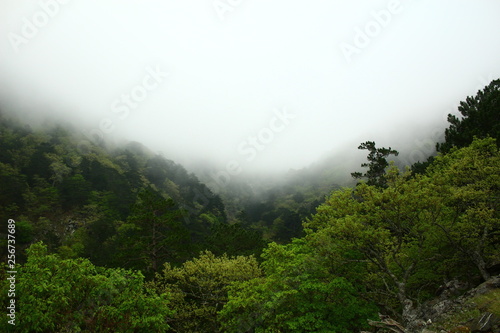 fog in the mountains