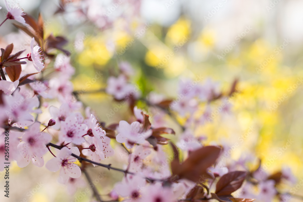 Cherry Blossom trees, Nature and Spring time background. Cherry Blossom trees, Nature and Spring time background.