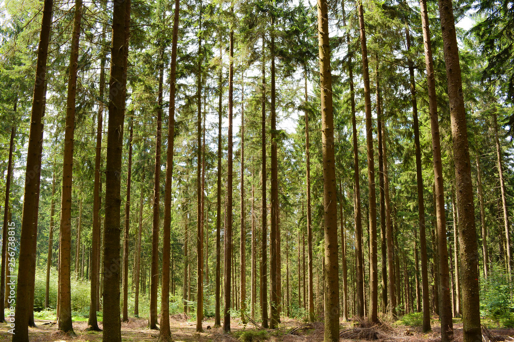 Forest trees grass path tree trunks of pine trees Forest trees grass path tree trunks of pine trees