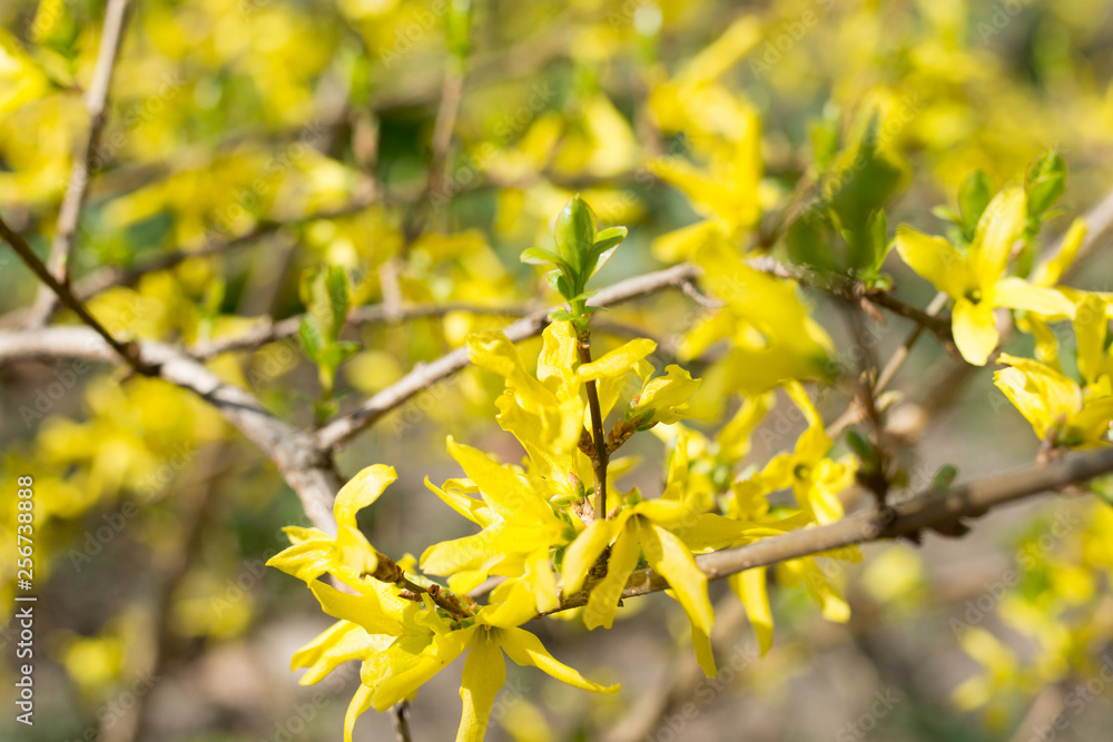 Soft-focus close-up of yellow flowers Soft-focus close-up of yellow flowers