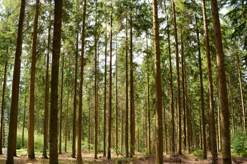 Forest trees grass path tree trunks of pine trees