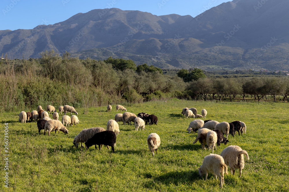Fototapeta premium Herd of sheep grazing on a mountain meadow