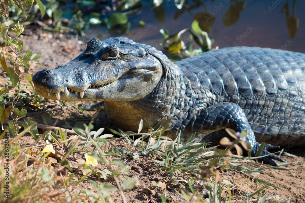 Obraz premium Cayman taking some rest, Pantanal, Brasil