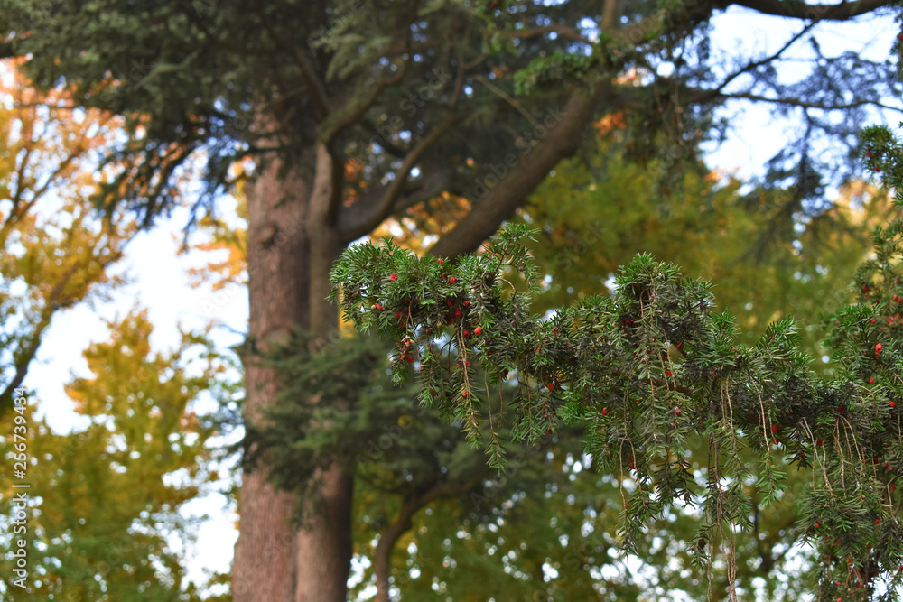 Bud blossom on tree branch