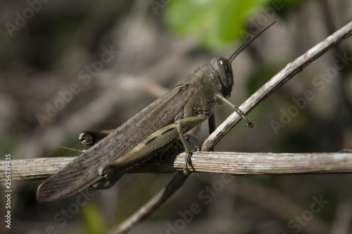 grasshopper on grass