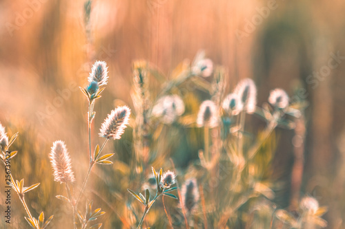 Juicy grass and gentle flowers in the field on a sunset backlight
