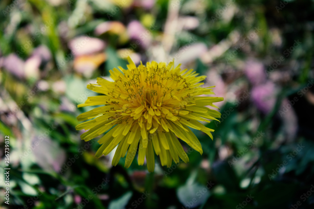 dandelion on green background dandelion on green background