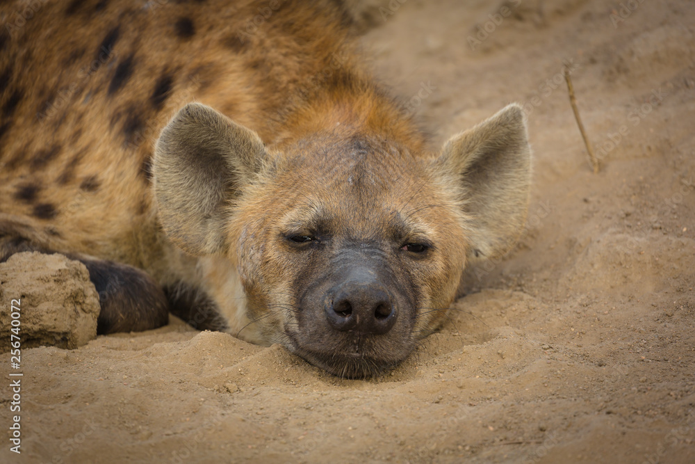 hyena sleeping in africa - obrazy, fototapety, plakaty 