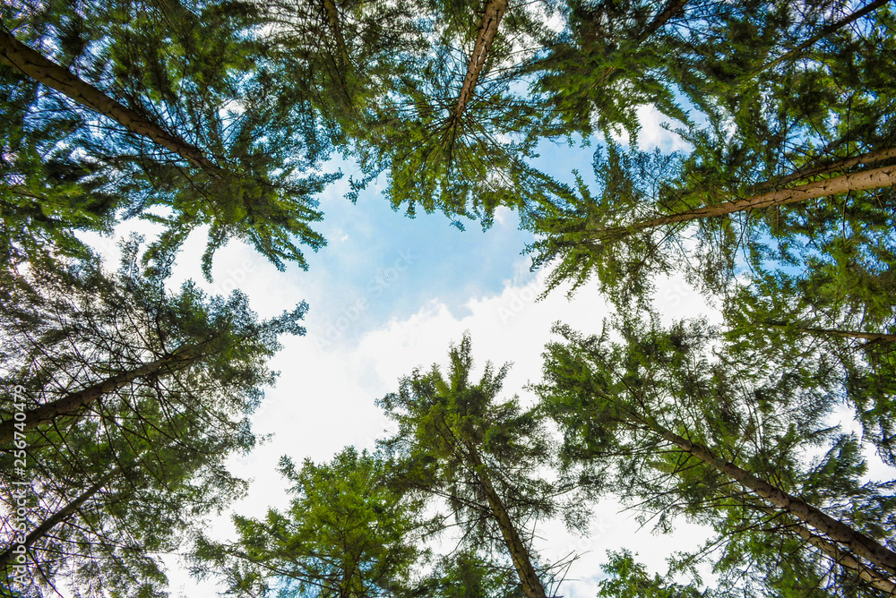 Fototapeta premium Forest trees grass path tree trunks of pine trees