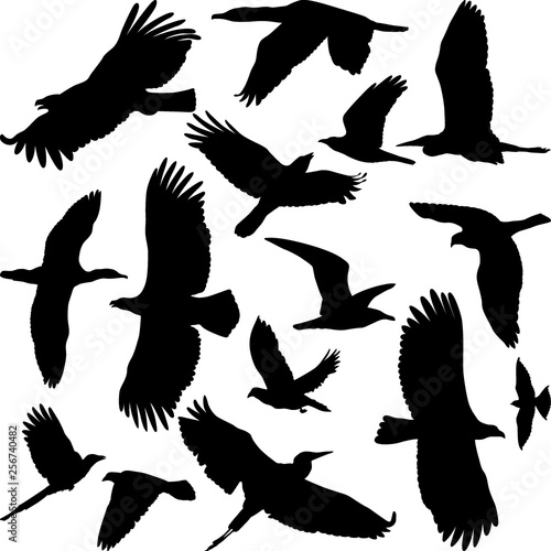 silhouettes of miscellaneous birds
