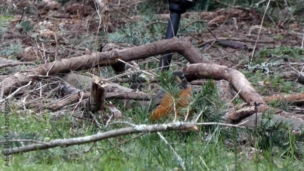 robin in grass and wood branches digs for worms robin in grass and wood branches digs for worms