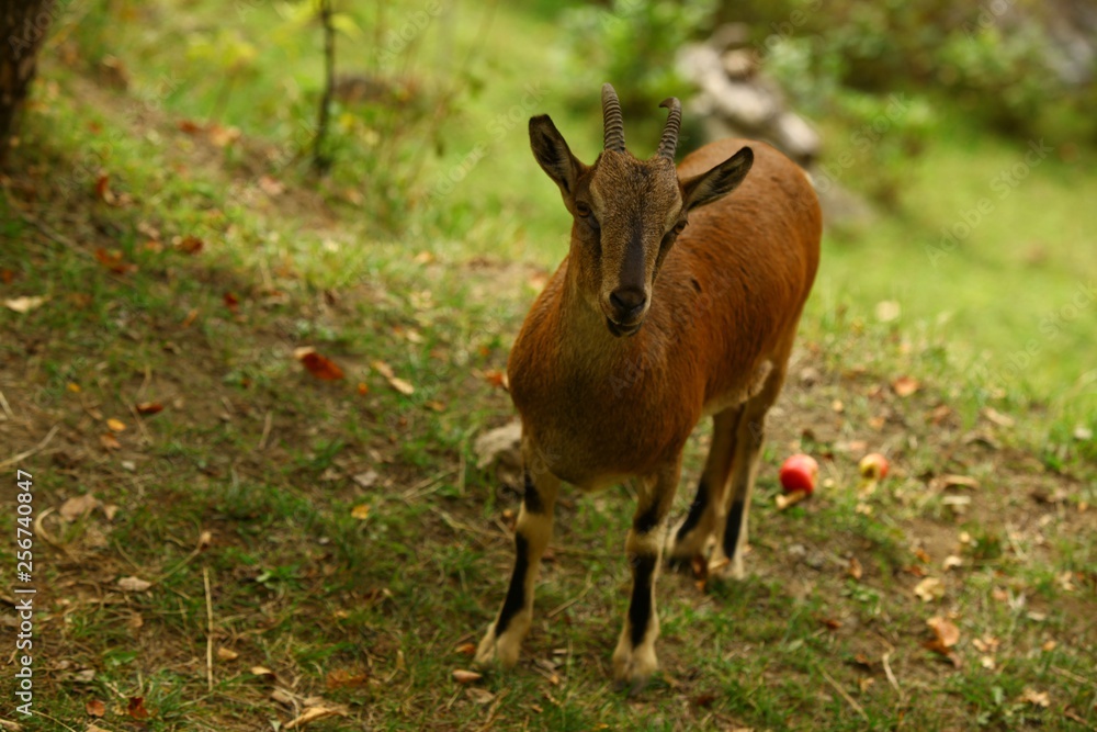 Fototapeta premium wild mountain goat.artvin/savsat 