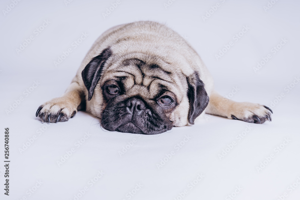 Funny Pug Puppy on white background. portrait of a cute pug dog with big sad eyes and a questioning look on a white background, Beige pug with huge eyes on a white background Funny Pug Puppy on white background. portrait of a cute pug dog with big sad eyes and a questioning look on a white background, Beige pug with huge eyes on a white background