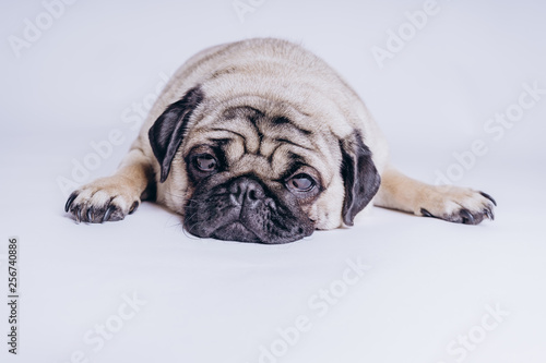 Funny Pug Puppy on white background. portrait of a cute pug dog with big sad eyes and a questioning look on a white background, Beige pug with huge eyes on a white background