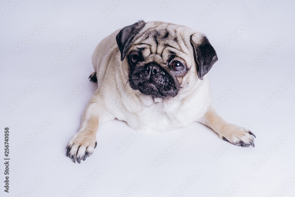 Funny pug puppy, on white background. Dog shows language