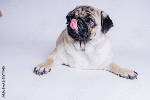 Funny pug puppy, on white background. Dog shows language