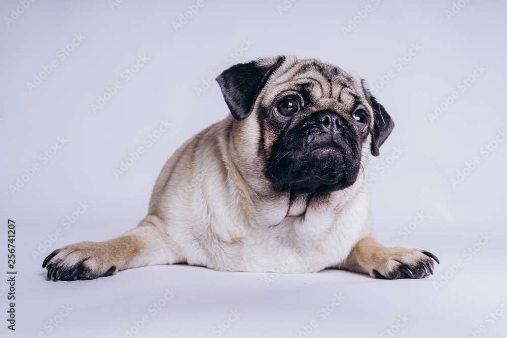 Funny pug puppy, on white background. Dog shows language Funny pug puppy, on white background. Dog shows language