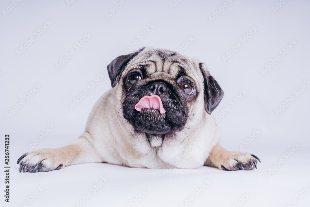 Funny pug puppy, on white background. Dog shows language