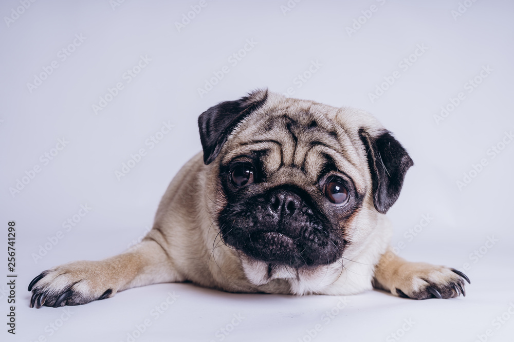 Funny pug puppy, on white background. Dog shows language Funny pug puppy, on white background. Dog shows language